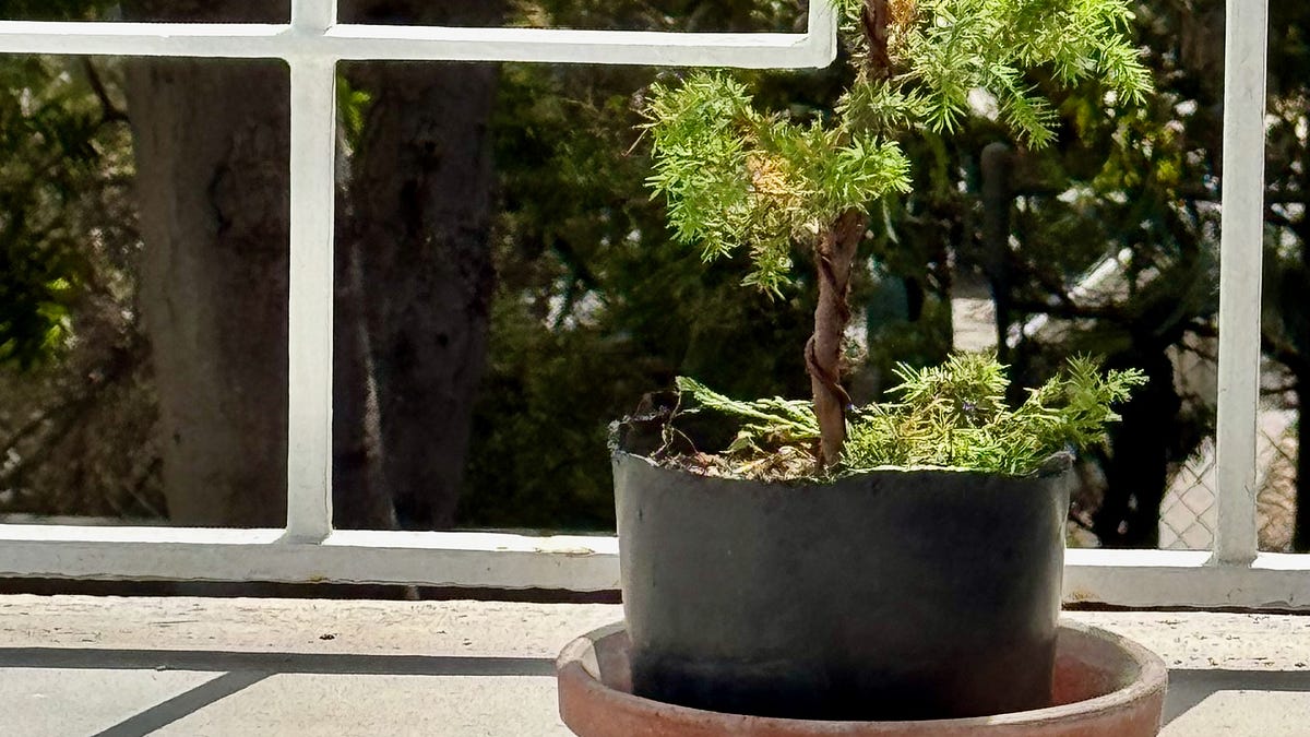 A Bonsai, a Boy, and the Quiet Art of Letting Go